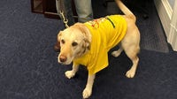 Congressman Randy Fine brings his dad’s seeing-eye-dog Sadie to State of the Union amid backlash over X post