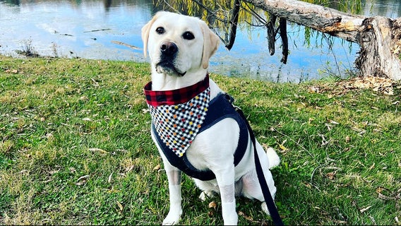 How people treat their pets is a good indicator of how they treat others, study finds