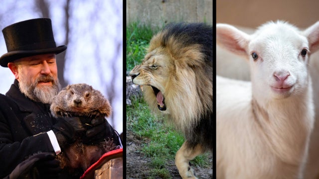 How a groundhog, a lion, and a lamb shape spring weather folklore