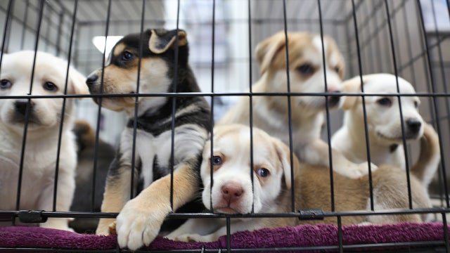 Multi-agency federal effort cracking down on abusive dog breeders and dogfighting rings