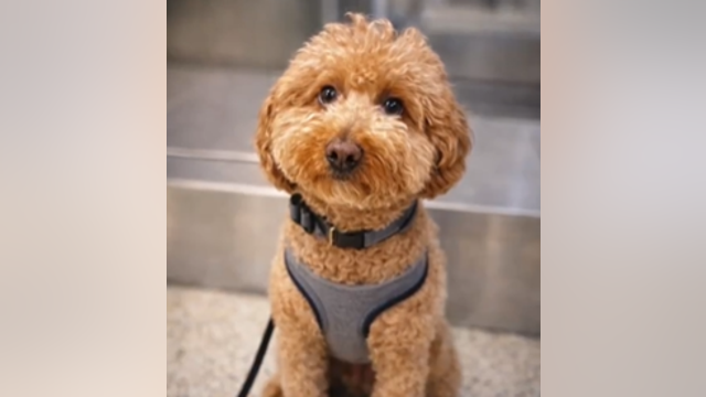 Left behind at Las Vegas airport, dog ‘JetBlue’ now has a forever home