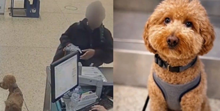 Left behind at Las Vegas airport, dog ‘JetBlue’ now has a forever home