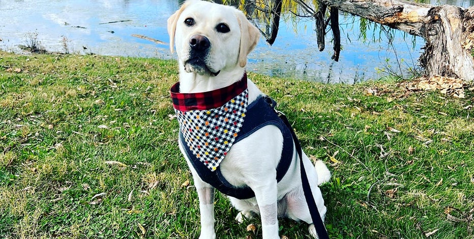 How people treat their pets is a good indicator of how they treat others, study finds