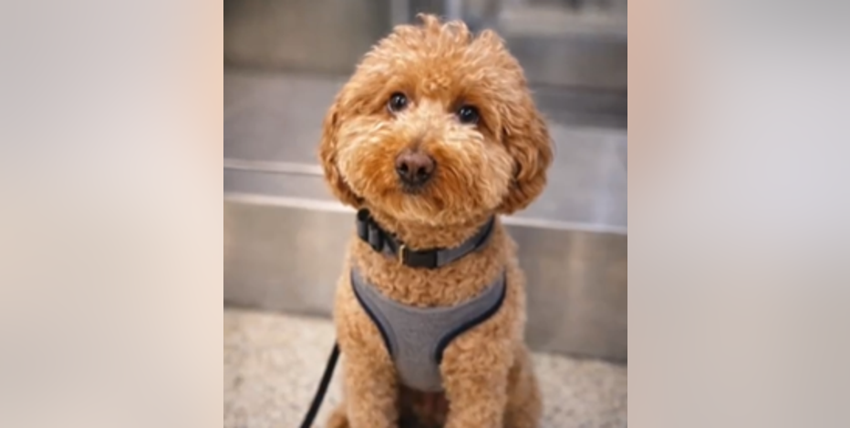 Left behind at Las Vegas airport, dog ‘JetBlue’ now has a forever home