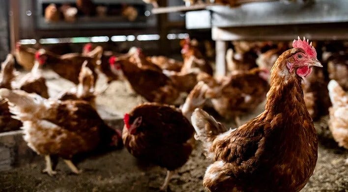 Egg prices plunge as avian flu impact eases, but risks remain