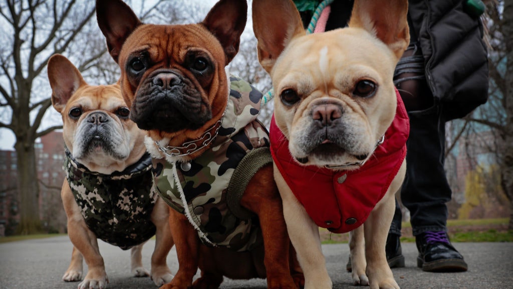 America’s 10 most popular dog breeds revealed: See the list