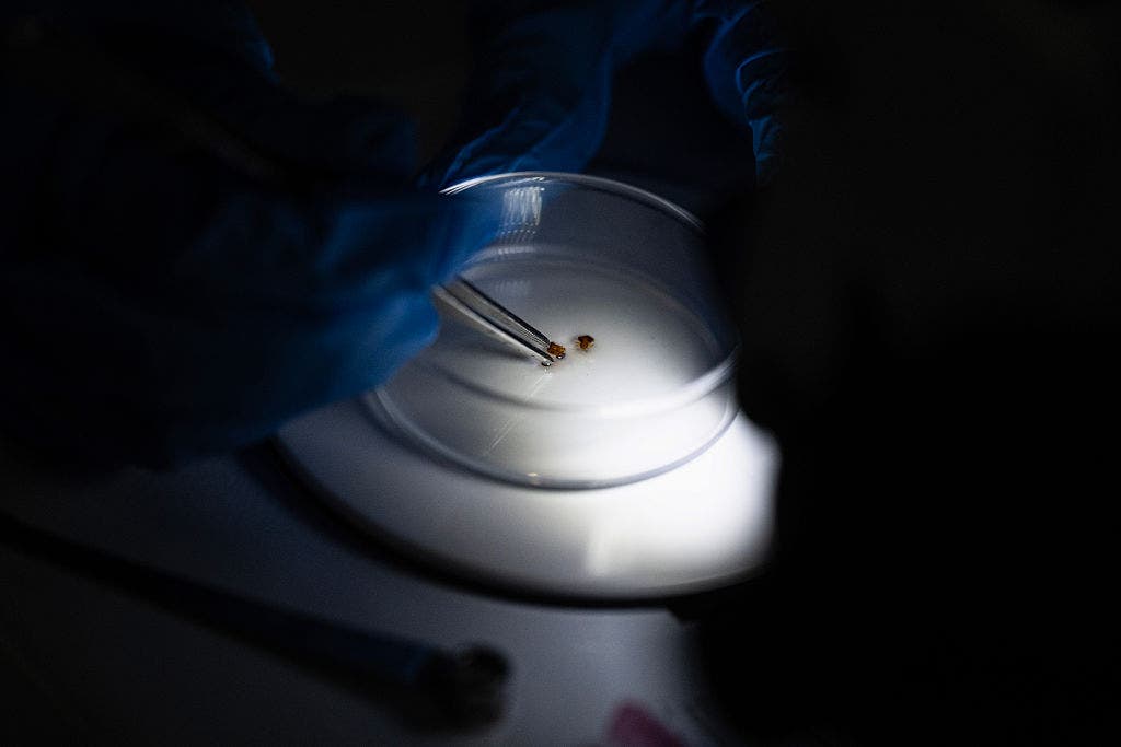 Bedbug nightmare spreading across South as cases surge in multiple states