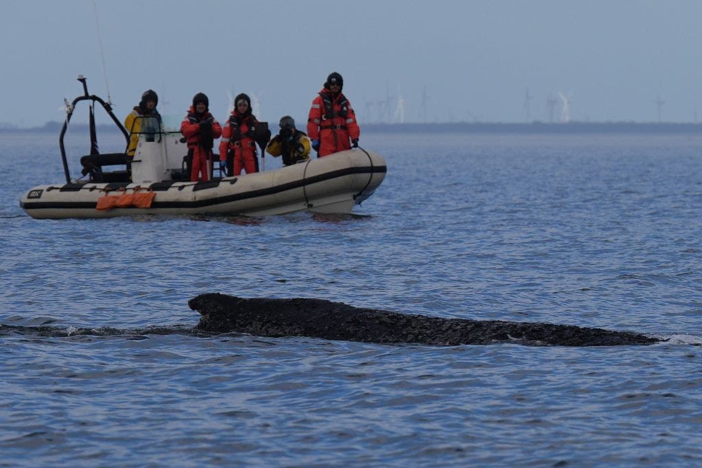 Rescued humpback whale stranded again in Germany’s Baltic Sea