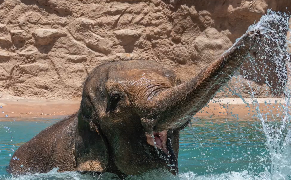 Watch: Elephant briefly escapes, roams New Mexico zoo before safe return