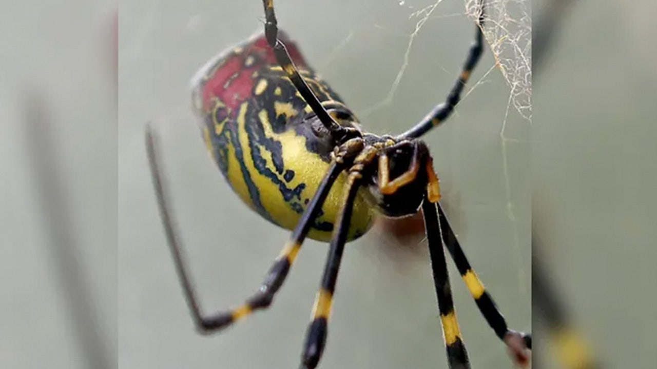 Spiders the size of a human hand are spreading throughout the US
