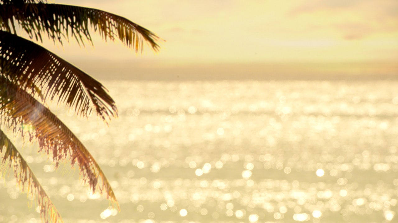 Spring breakers caught on camera viciously attacking man in overnight street brawl