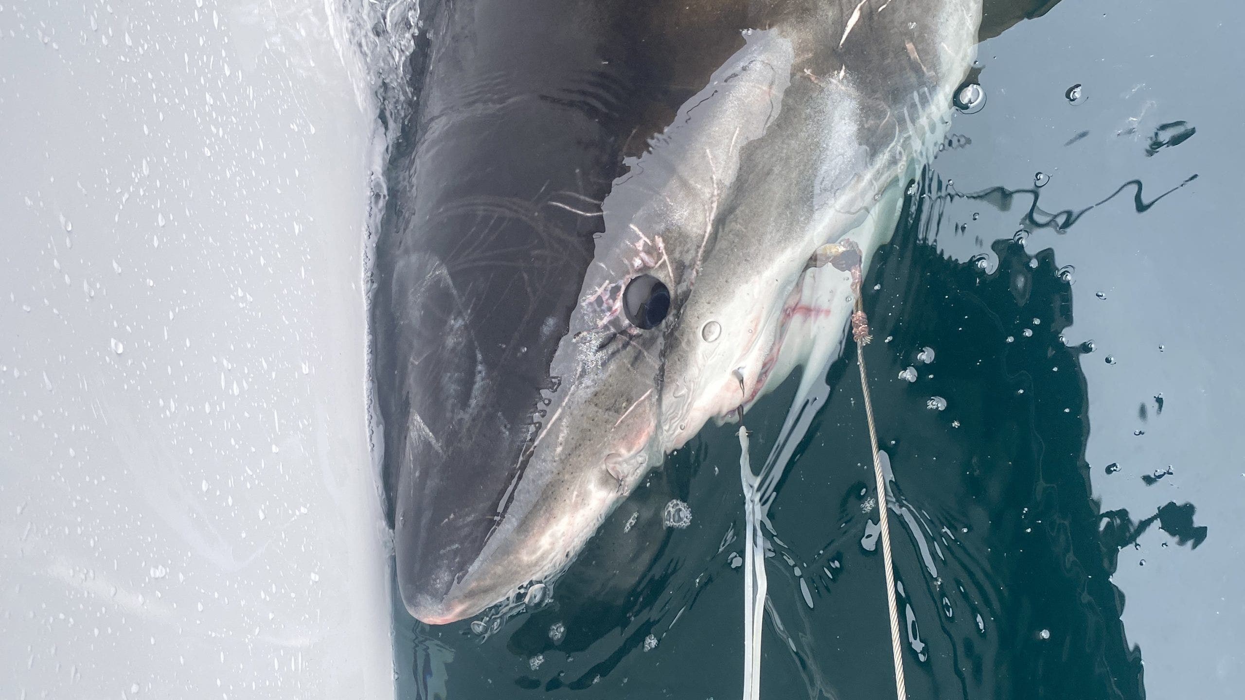 10-foot white shark pings near NC beach before spring break