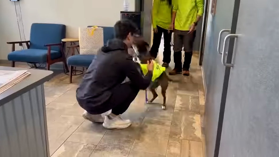 Watch: Dog reunites with owner after surviving 43 days alone in Colorado