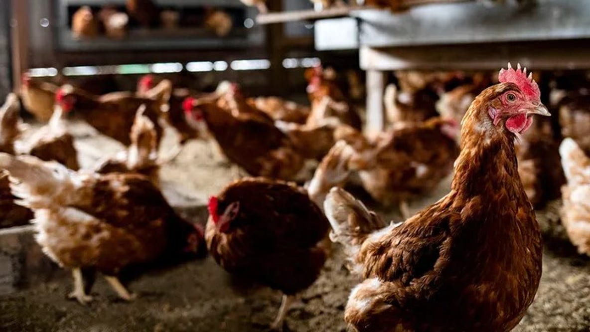 Egg prices plunge as avian flu impact eases, but risks remain