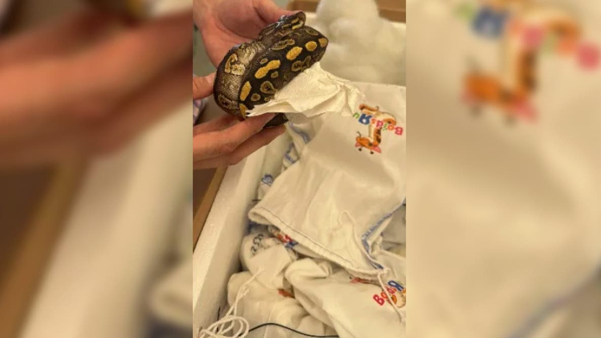 39 live pythons discovered on tractor-trailer trying to cross into Mexico