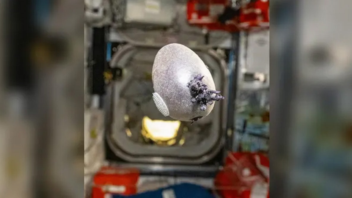 See it: NASA astronaut shares photo of egg-shaped object with tentacles growing on International Space Station