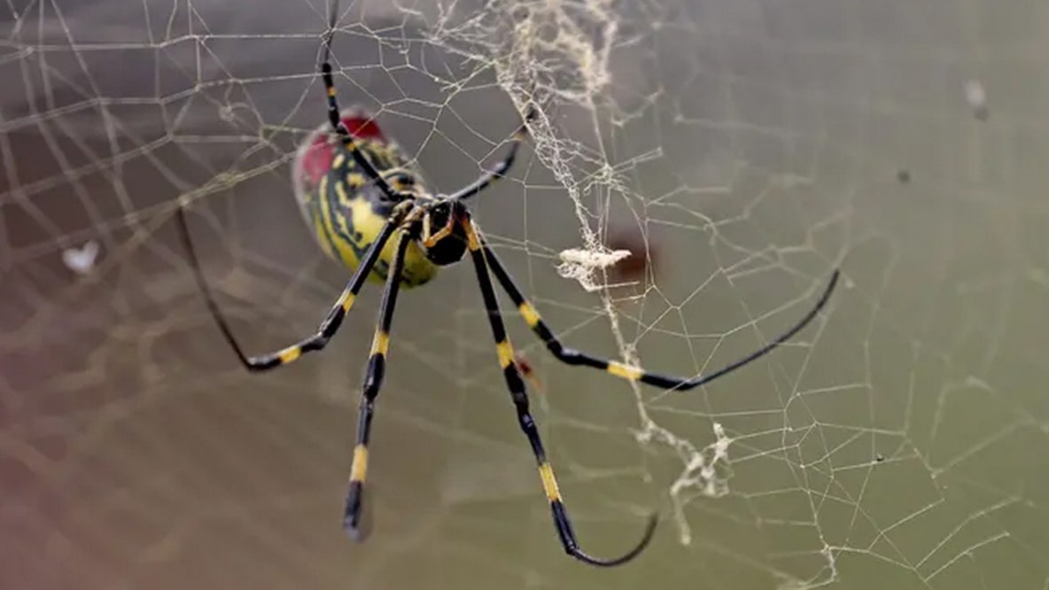 Spiders the size of a human hand are spreading throughout the US