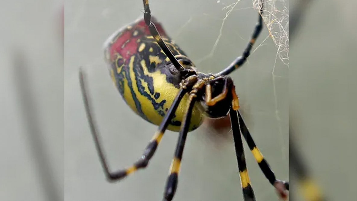 Spiders the size of a human hand are spreading throughout the US