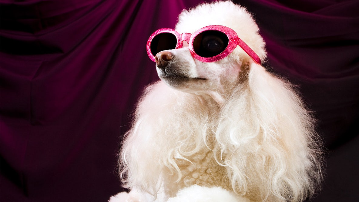 Most pampered pets in the US: See the top 10 states