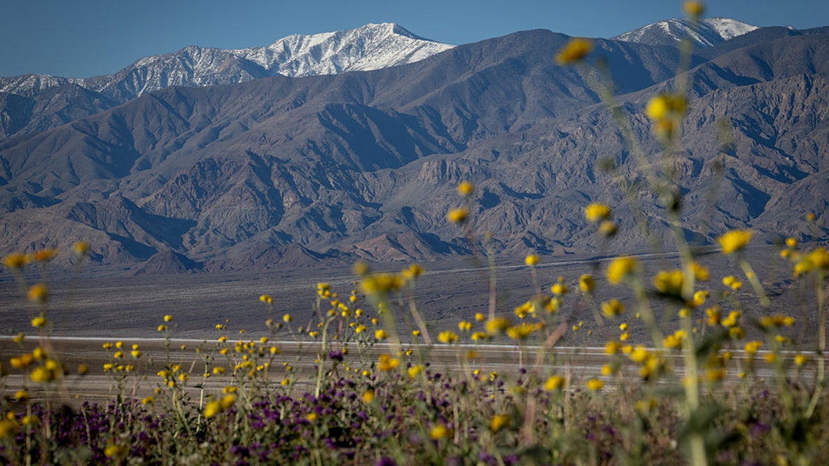 See the pictures: Death Valley having its best superbloom in a decade