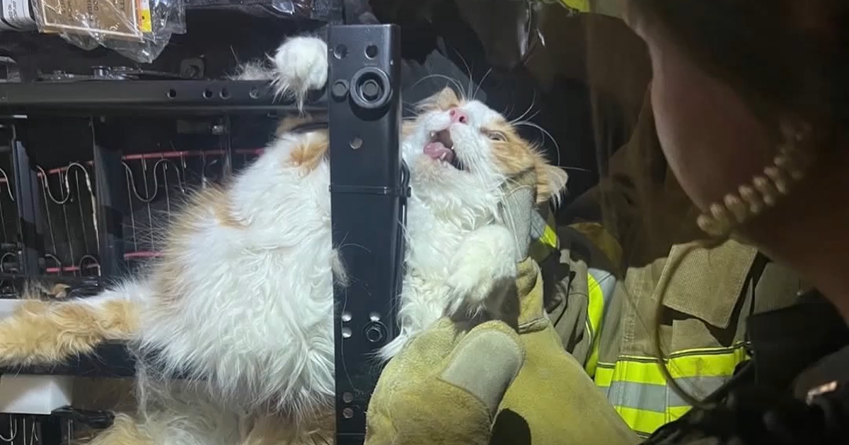 Cat trapped in recliner while dodging vet visit rescued by firefighters in Kansas