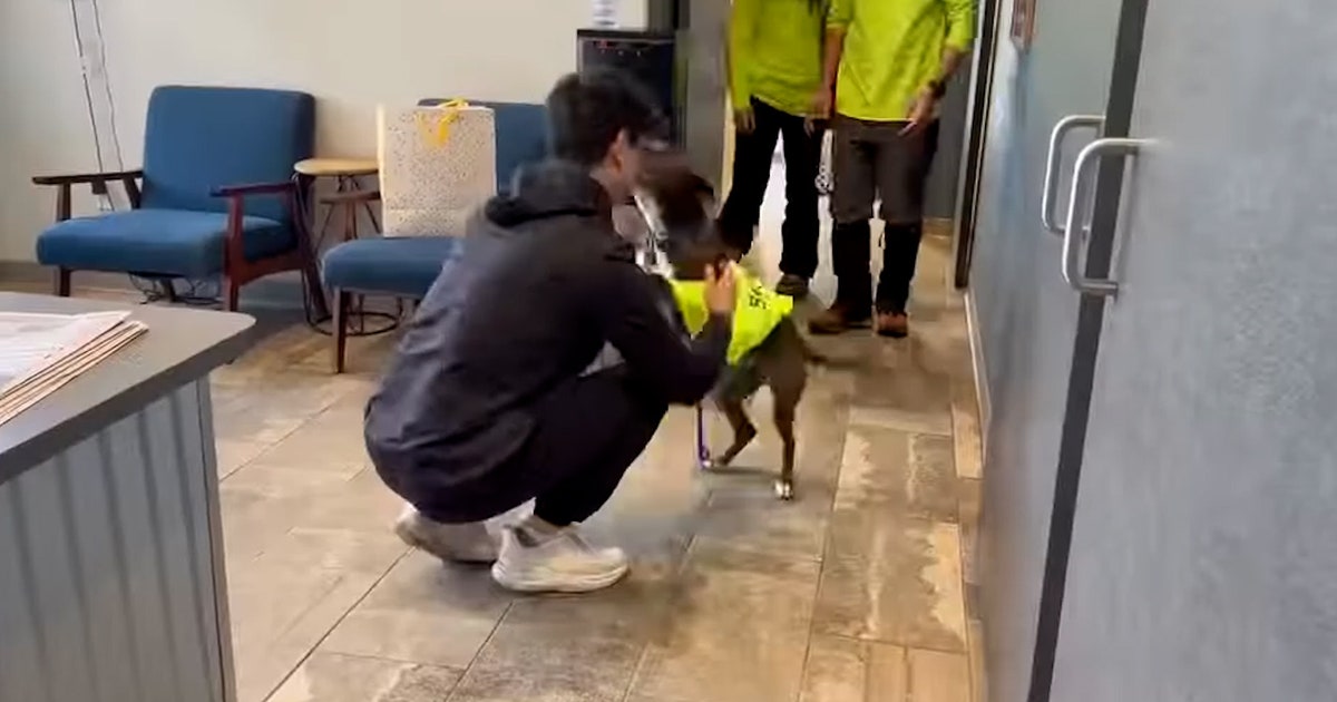 Watch: Dog reunites with owner after surviving 43 days alone in Colorado