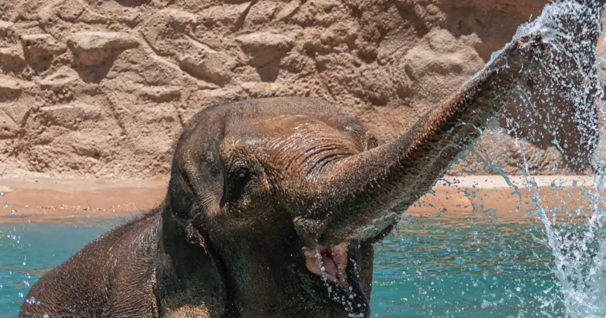 Watch: Elephant briefly escapes, roams New Mexico zoo before safe return
