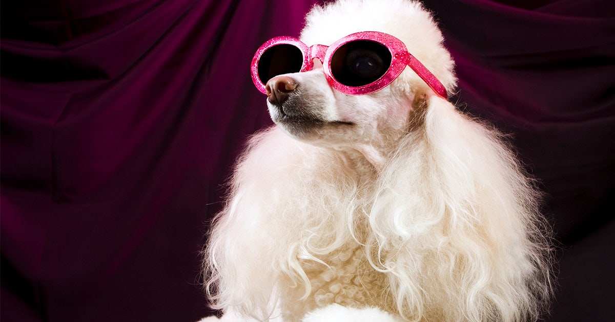 Most pampered pets in the US: See the top 10 states