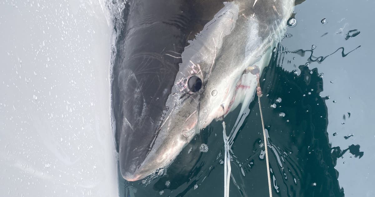 10-foot white shark pings near NC beach before spring break