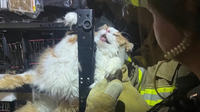 Cat trapped in recliner while dodging vet visit rescued by firefighters in Kansas