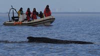 Rescued humpback whale stranded again in Germany’s Baltic Sea