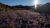 See the pictures: Death Valley having its best superbloom in a decade