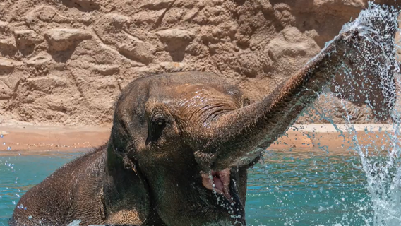 Watch: Elephant briefly escapes, roams New Mexico zoo before safe return