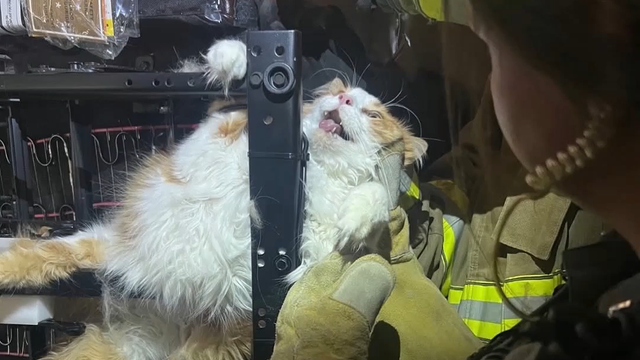 Cat trapped in recliner while dodging vet visit rescued by firefighters in Kansas
