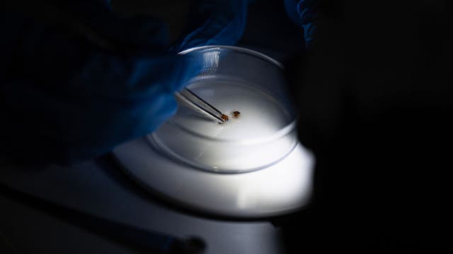 Bedbug nightmare spreading across South as cases surge in multiple states