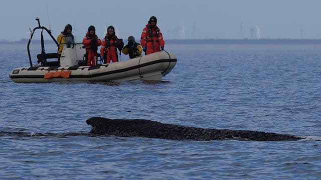 Rescued humpback whale stranded again in Germany’s Baltic Sea