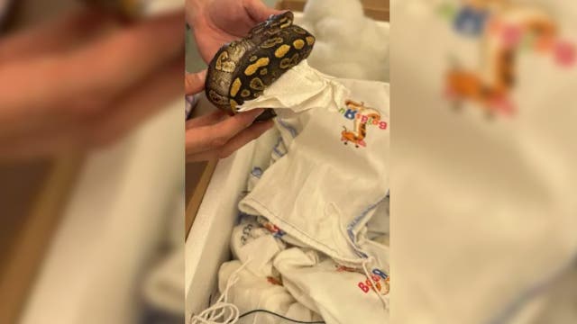 39 live pythons discovered on tractor-trailer trying to cross into Mexico