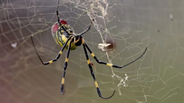 Spiders the size of a human hand are spreading throughout the US