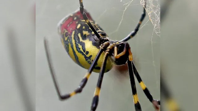 Spiders the size of a human hand are spreading throughout the US