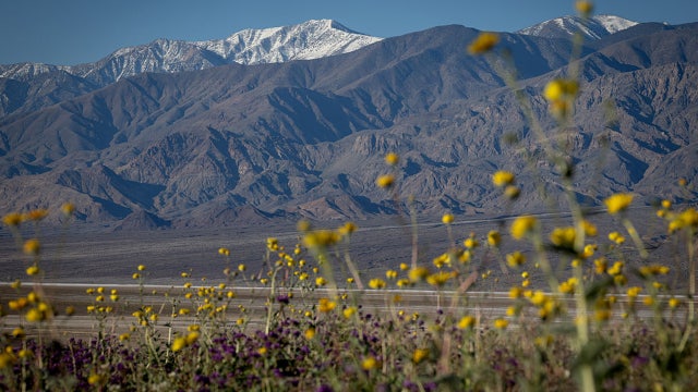 See the pictures: Death Valley having its best superbloom in a decade