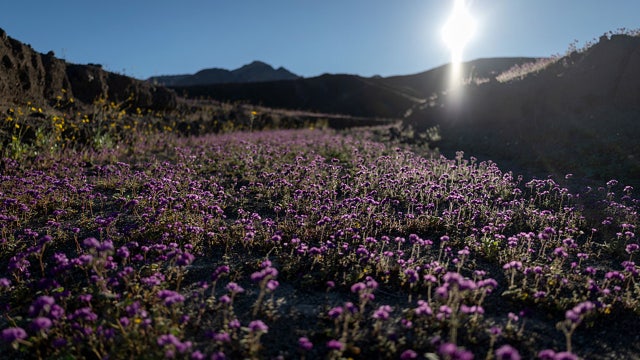 See the pictures: Death Valley having its best superbloom in a decade