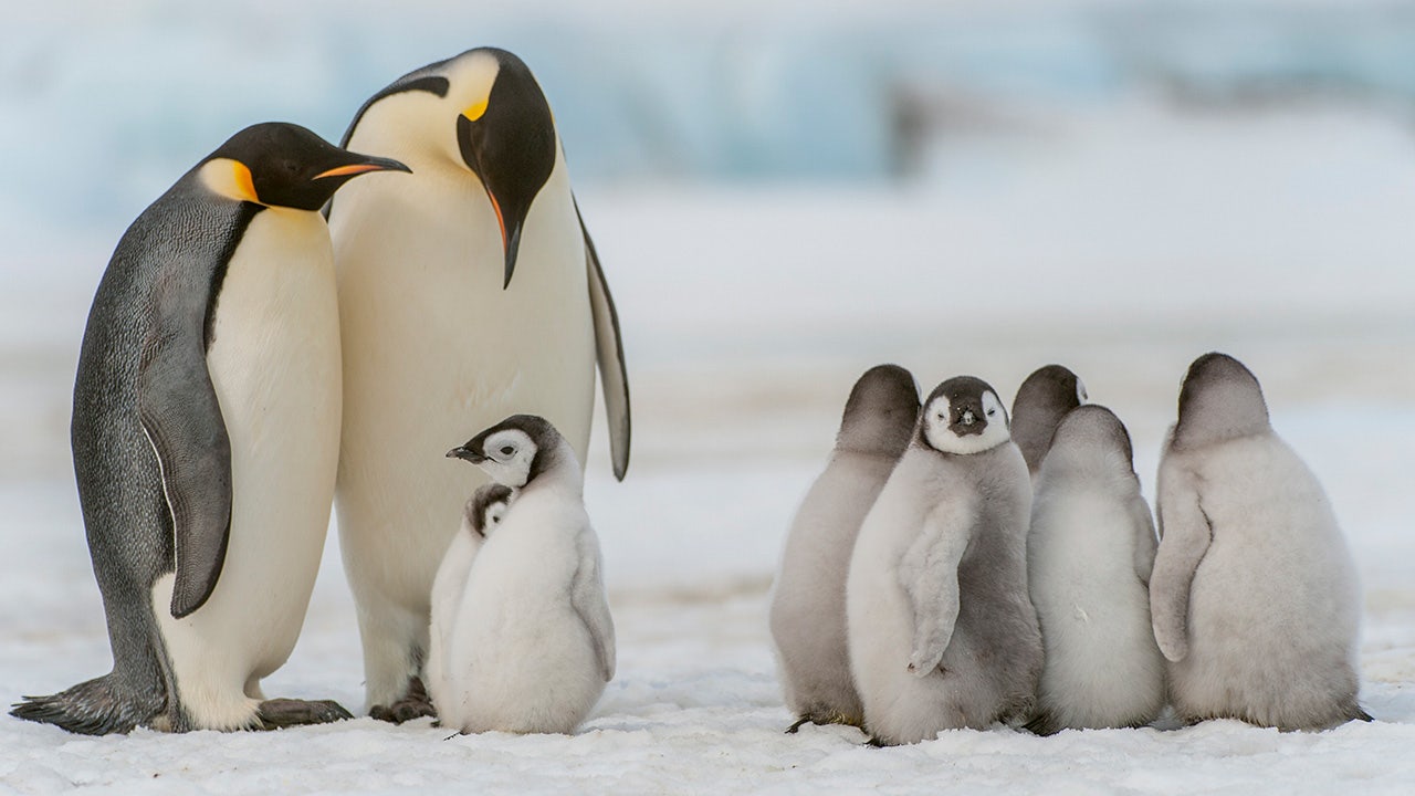 IUCN Red List: Emperor penguins and Antarctic fur seals added to endangered list