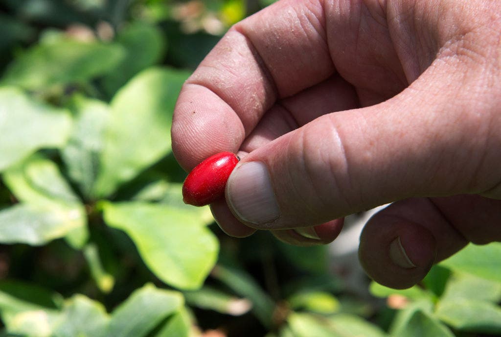 ‘Miracle fruit’ may help cancer patients fight chemo-related weight loss