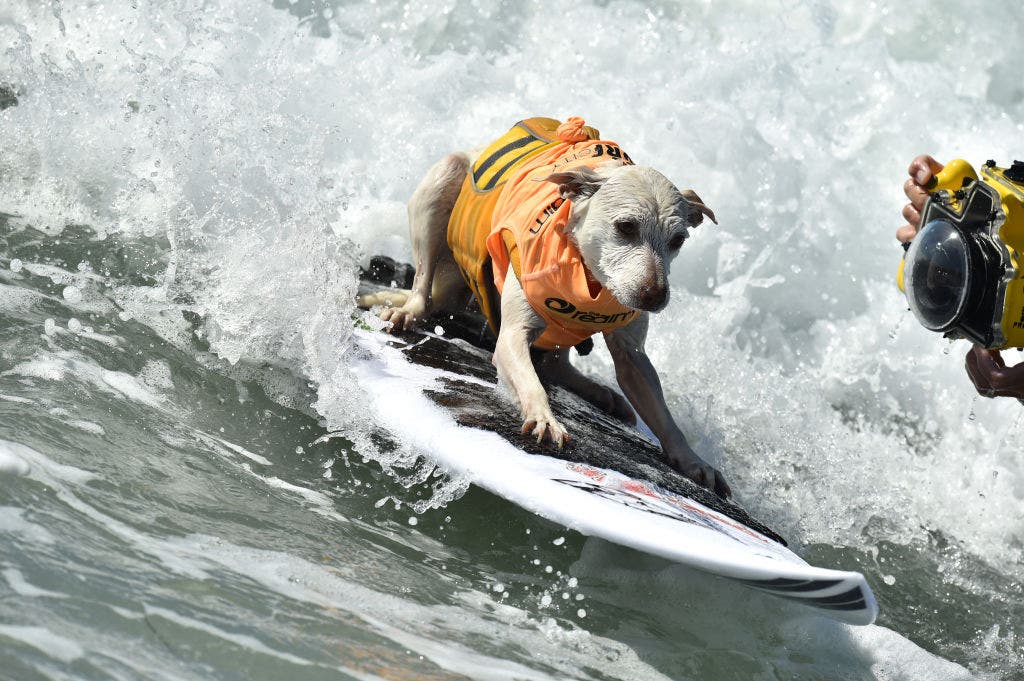 Sugar the surfing dog, beloved wave-riding champion and therapy hero, dies at 16