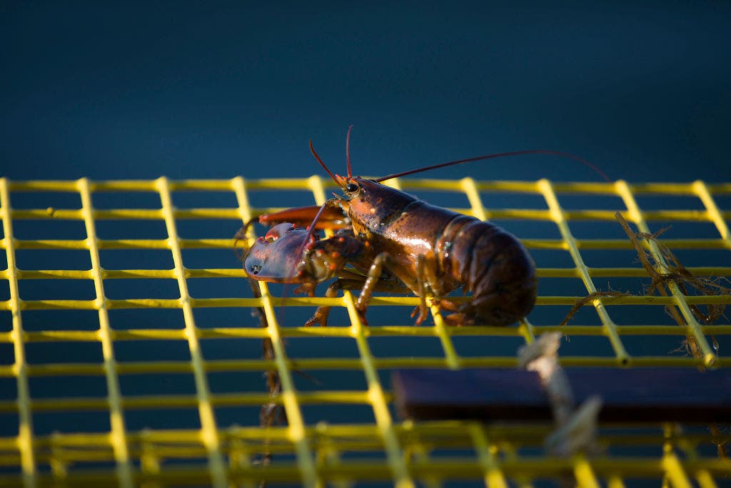 Maine lobsterman found dead after boat discovered adrift overnight