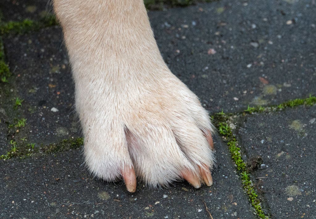 Tennessee infant killed in dog attack at family home, police say