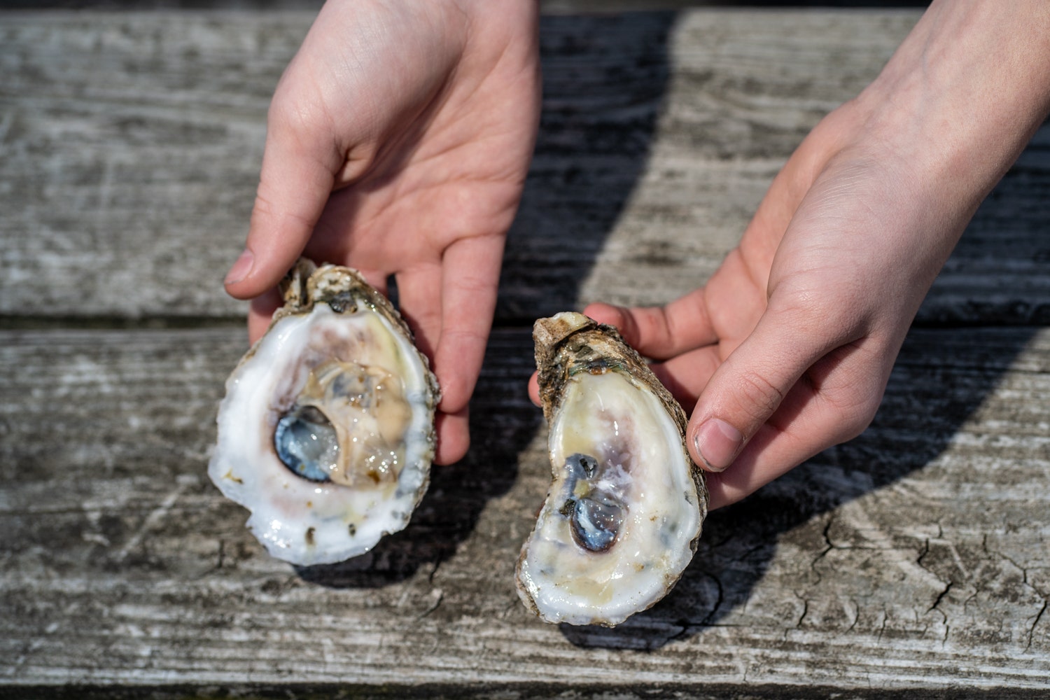 Shellfish recall issued over potential norovirus contamination