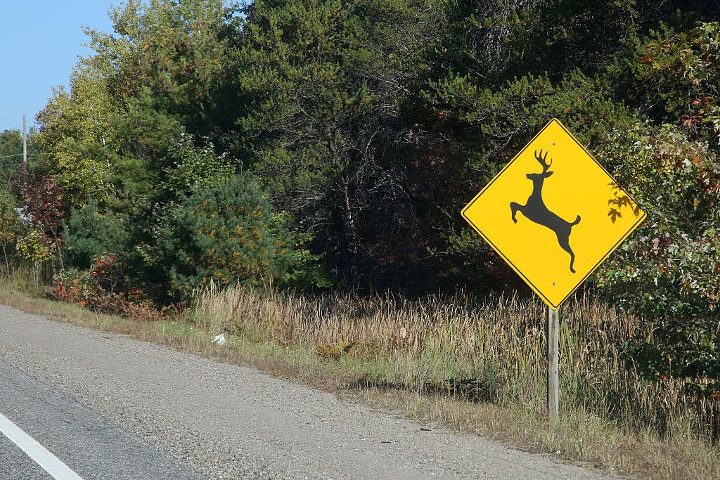 Roadkill found in freezer at Chinese restaurant, police say