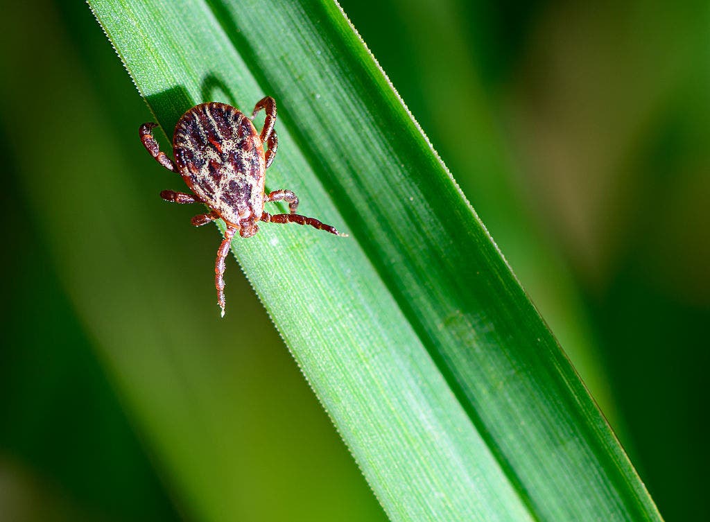 Early tick surge raises concerns for spike in Lyme, other diseases