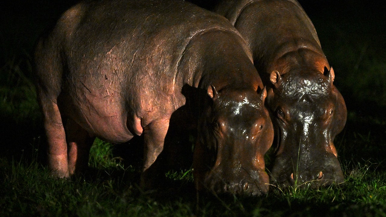 Offspring of Pablo Escobar's 'cocaine hippos' slated to die may get second chance in India